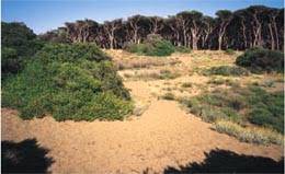 Küstennaturpark von Rimigliano